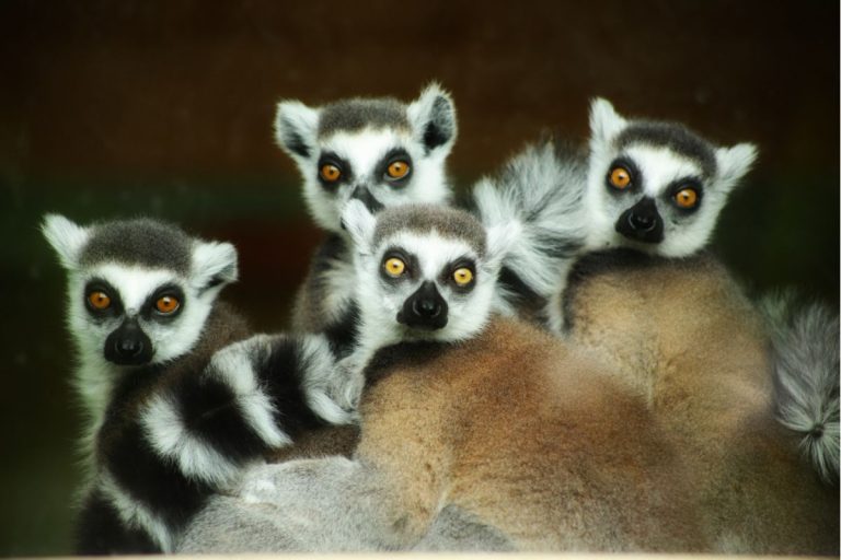 Lemuri